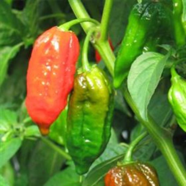 PLODOVKE DOBRO & ZDRAVO ČILI MAGNUM CEPLJEN