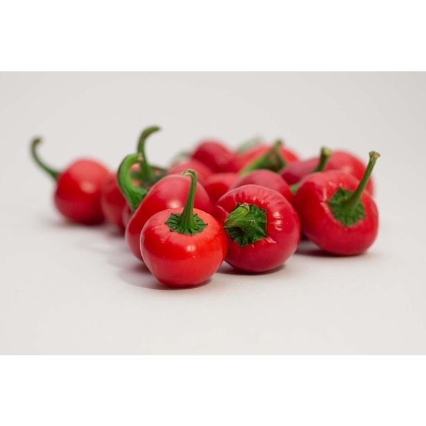 PLODOVKE L'ORTO FRUTTIFERO ČILI RDEČ 1/1 BACIO DI SATANA L14