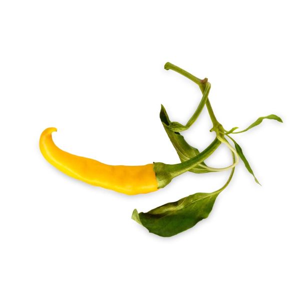 PLODOVKE L'ORTO FRUTTIFERO ČILI RUMEN 1/1 YELLOW CAYENNA L14