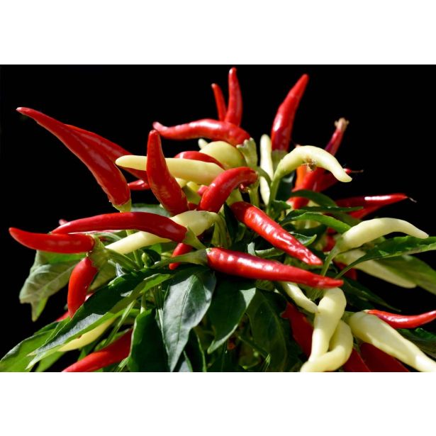 VRTNINA L'ORTO FRUTTIFERO ČILI RUSTICO 1/1 RUSTICO VARIEGATO L14