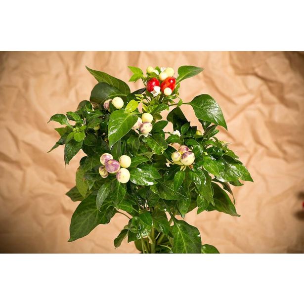 PLODOVKE L'ORTO FRUTTIFERO ČILI VEČBARVNI 1/1 BASSOTTO L14