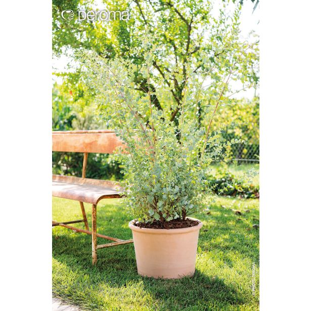 GLINENI ZUNANJI LONEC DEROMA CILINDRO BORDATO BELJEN 33 CM