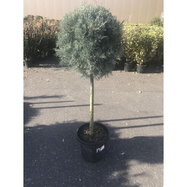 IGLAVEC CIPRESA FASTIGIATA L18 V50