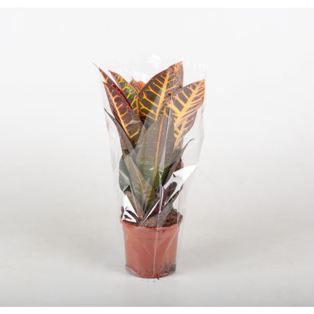 ZELENA RASTLINA CODIAEUM VAR. 'PETRA' KROTON PETRA L13