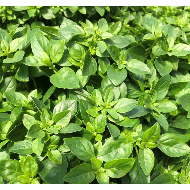 BAZILIKA VOLMARY COPA PETITE GREEN L12