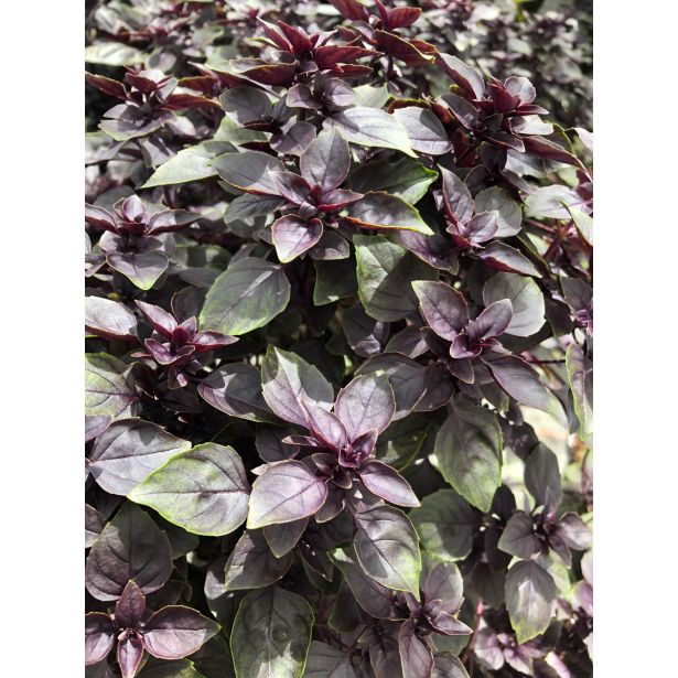 BAZILIKA VOLMARY COPA PETITE RED L12