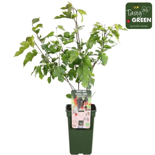 SADNO DREVO ČRNA MURVA L19