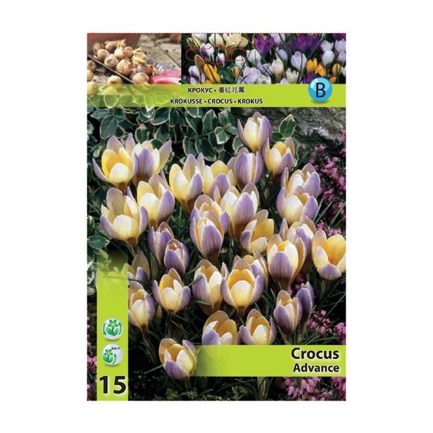 KROKUS HOLLAND BULB MARKET ADVANCE 5/7 15 KOS