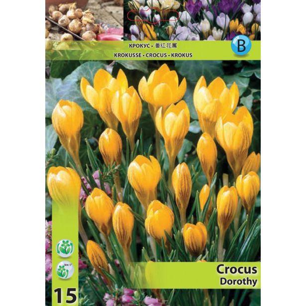 KROKUS DOROTHY 5/7 15 KOS