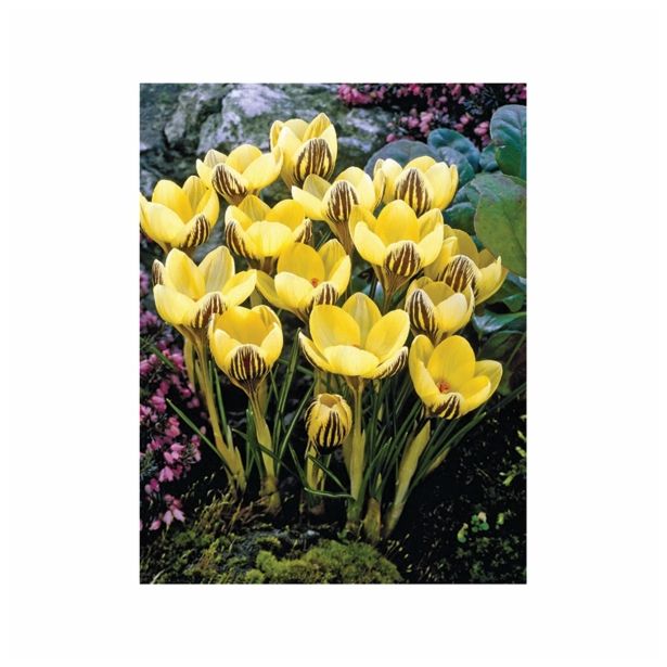 POMLADI CVETOČA ČEBULICA HOLLAND BULB MARKET CROCUS GIPSY GIRL 5/7 15KOS