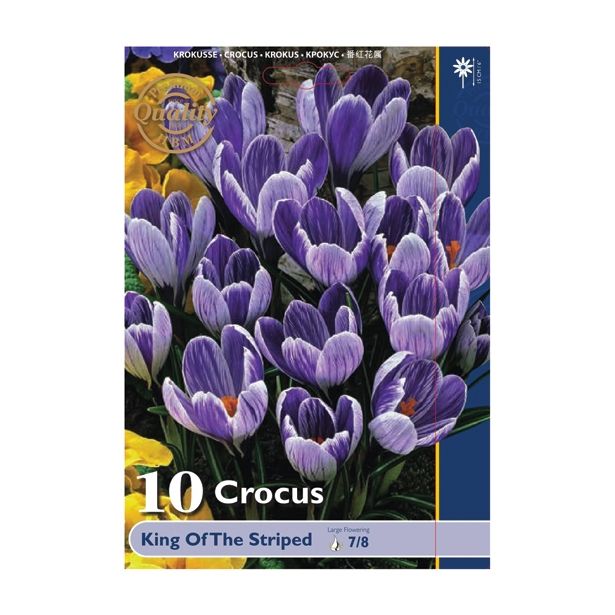 POMLADI CVETOČA ČEBULICA HOLLAND BULB MARKET CROCUS KING OF THE STRIP. 10KOS