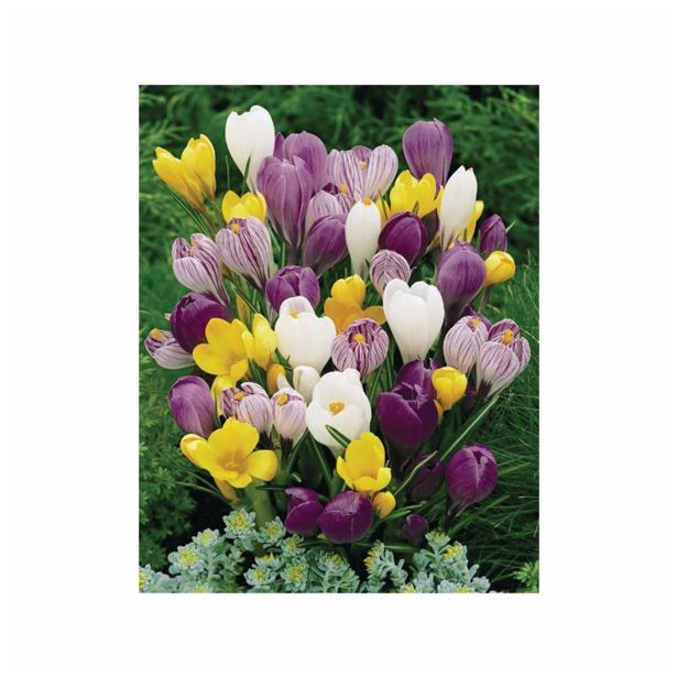 KROKUS HOLLAND BULB MARKET LARGE FLOW. MIX 7/8 10KOS