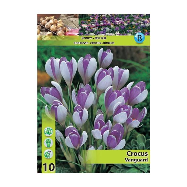 POMLADI CVETOČA ČEBULICA HOLLAND BULB MARKET CROCUS VANGUARD 7/8 10 KOS