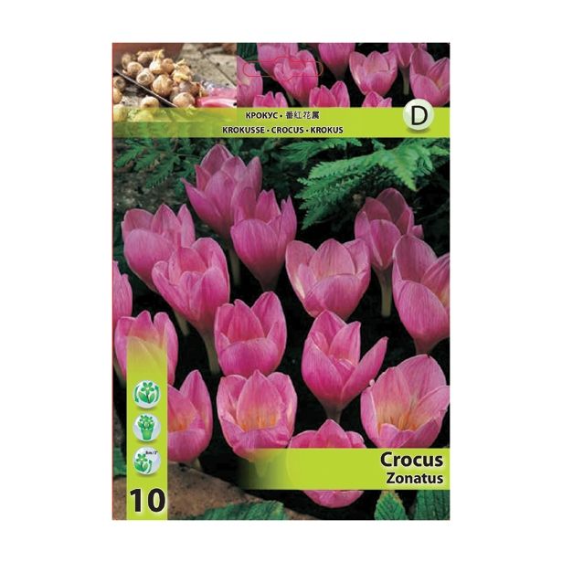 KROKUS HOLLAND BULB MARKET ZONATUS 8/9 10 KOS