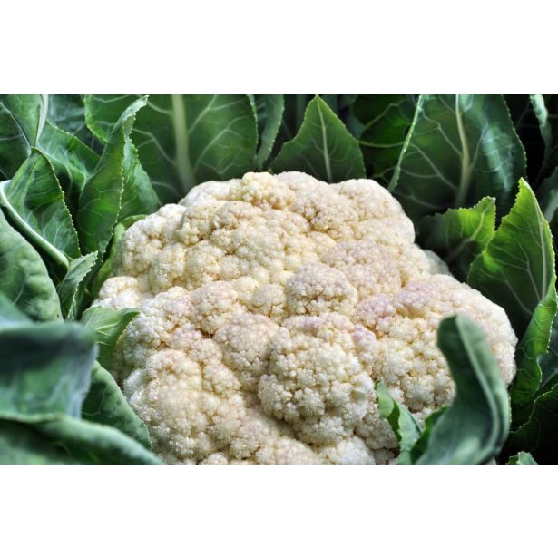 KAPUSNICE L'ORTO FRUTTIFERO CVETAČA 4/1 FANO KULTIPAK