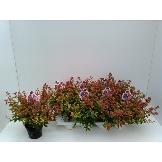 CVETOČA GRMOVNICA ABELIJA MIX L13