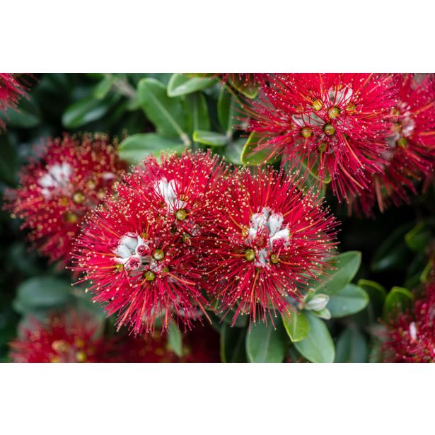 CVETOČA GRMOVNICA BOŽIČNO DREVO