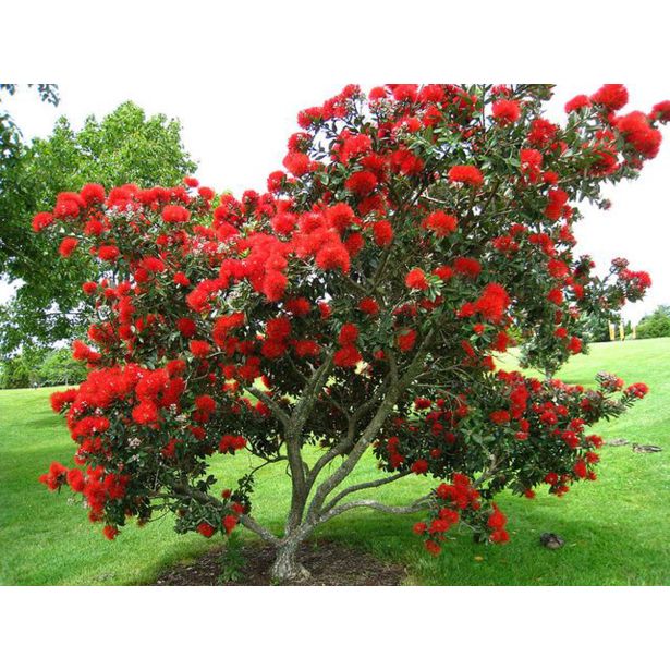 CVETOČA GRMOVNICA BOŽIČNO DREVO