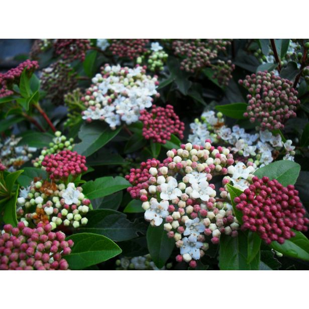 CVETOČA GRMOVNICA BROGOVIA L15 VIBURNUM TINUS