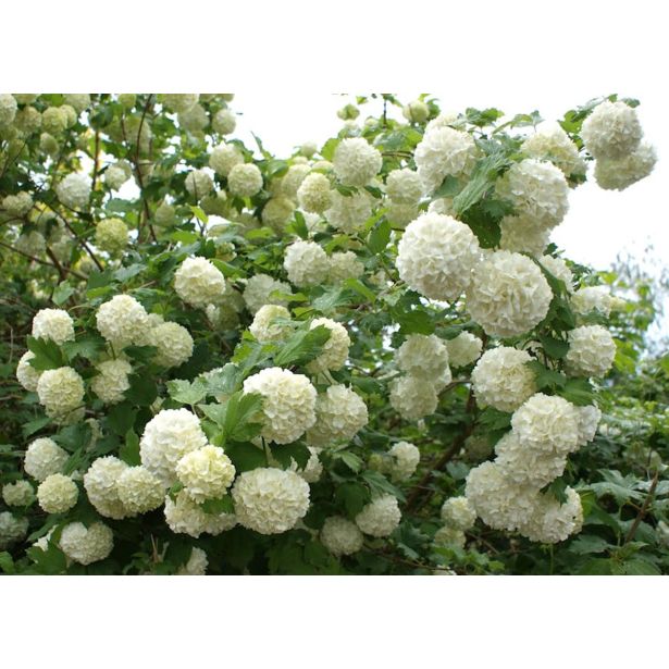 CVETOČA GRMOVNICA BROGOVITA SNEŽNA KEPA L 2L