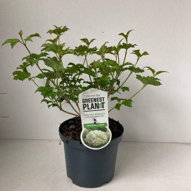 CVETOČA GRMOVNICA BROGOVITA SNEŽNA KEPA (VIBURNUM ROSEUM) POT 19