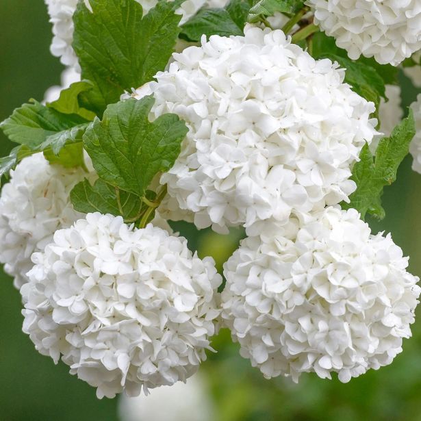 CVETOČA GRMOVNICA BROGOVITA SNEŽNA KEPA (VIBURNUM ROSEUM) POT 19