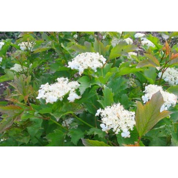 CVETOČA GRMOVNICA BROGOVITA (VIBURNUM COMPACTUM) L19CM