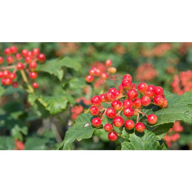 CVETOČA GRMOVNICA BROGOVITA (VIBURNUM COMPACTUM) L19CM