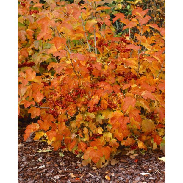 CVETOČA GRMOVNICA BROGOVITA (VIBURNUM COMPACTUM) L19CM