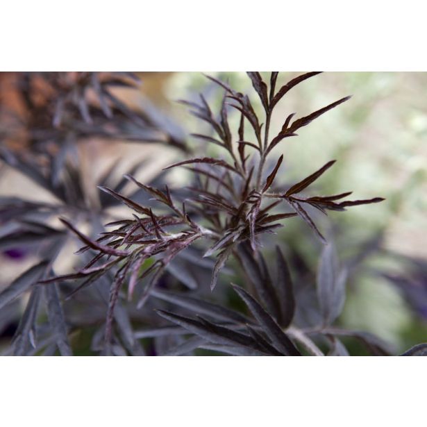 CVETOČA GRMOVNICA OKRASNI ČRNI BEZEG BLACK LACE L17 CM