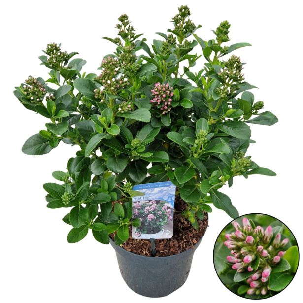 CVETOČA GRMOVNICA ESKALONIJA L26