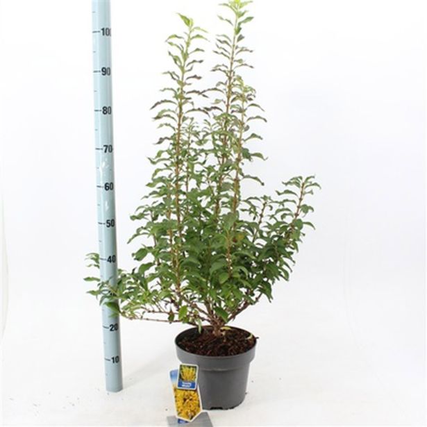 CVETOČA GRMOVNICA FORCIZIJA MIKADO L23