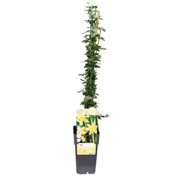 CVETOČA GRMOVNICA GOLOCVETNI JASMIN L2 L