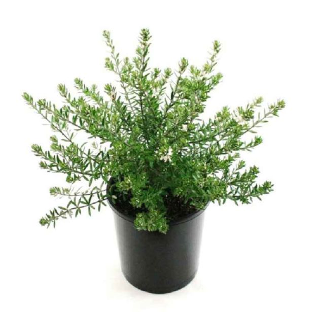 CVETOČA GRMOVNICA GRMOVNICA WESTRINGIA