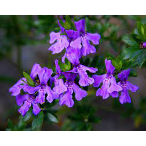 CVETOČA GRMOVNICA GRMOVNICA WESTRINGIA