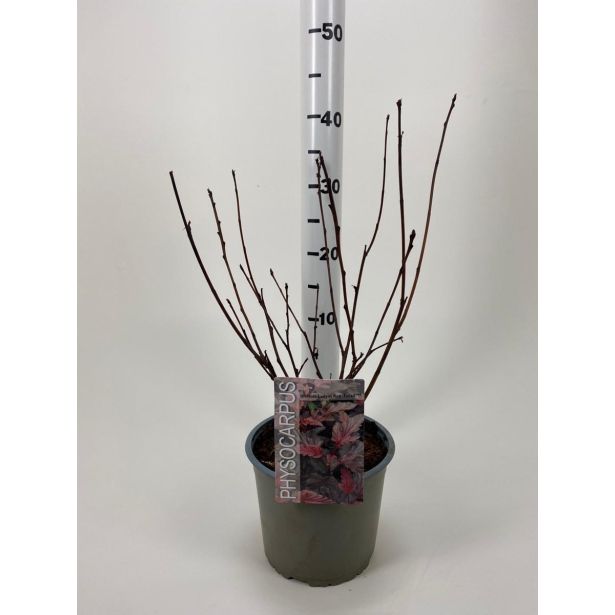 CVETOČA GRMOVNICA KALINOLISTNI POKALEC LADY IN RED L19