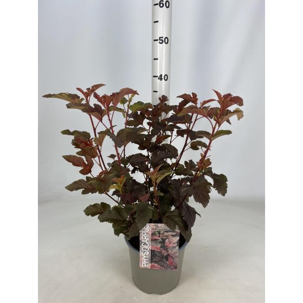 CVETOČA GRMOVNICA KALINOLISTNI POKALEC LADY IN RED L19