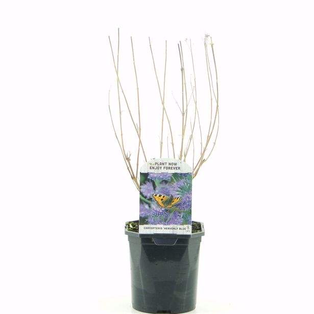 CVETOČA GRMOVNICA KOPRIVČEK L 2L