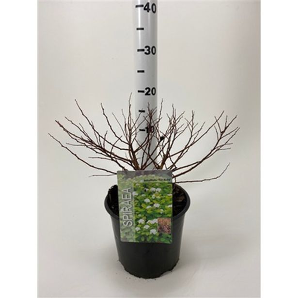 CVETOČA GRMOVNICA MEDVEJKA TOR GOLD L19