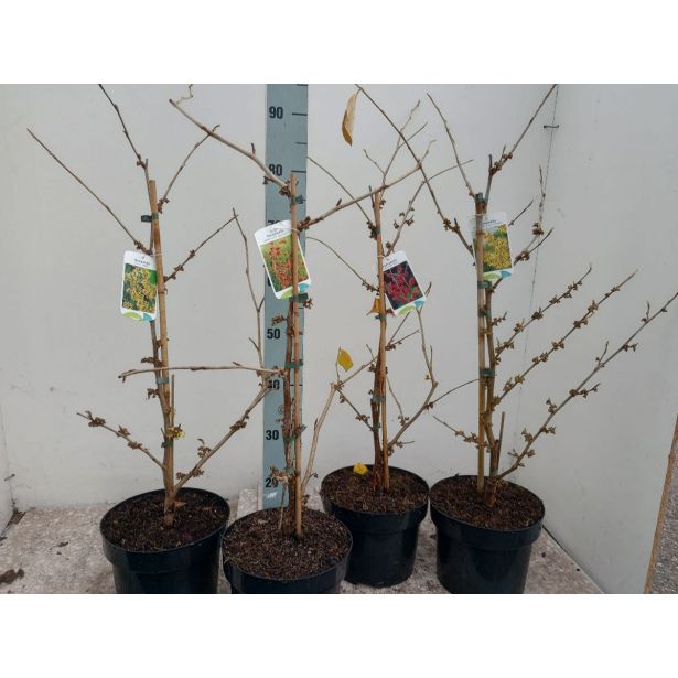 CVETOČA GRMOVNICA NEPOZEBNIK (HAMAMELIS) L21 CM