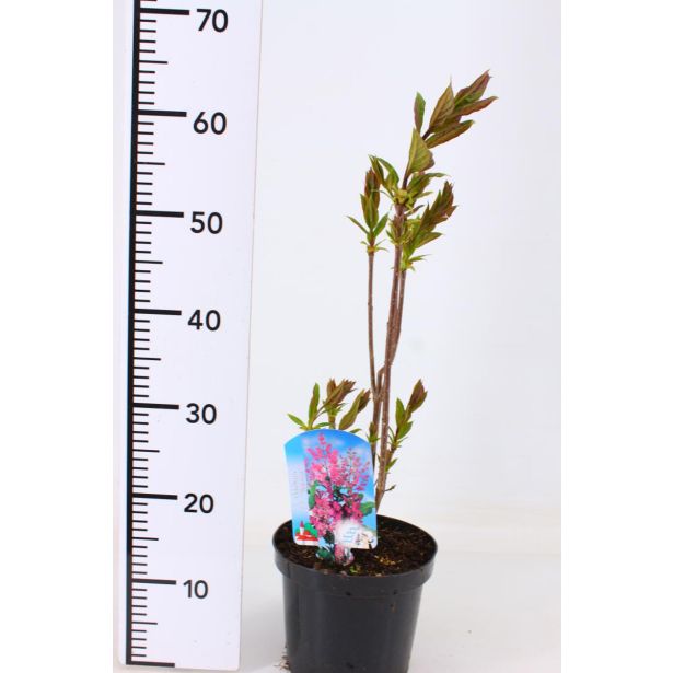 CVETOČA GRMOVNICA PRESTONOV ŠPANSKI BEZEG MINUET