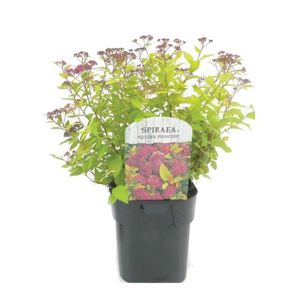 CVETOČA GRMOVNICA PRITLIKAVA JAPONSKA MEDVEJKA