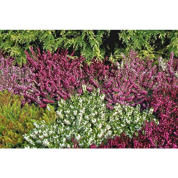 CVETOČA GRMOVNICA RESA (ERICA DARLEYENSIS) L10.5 CM