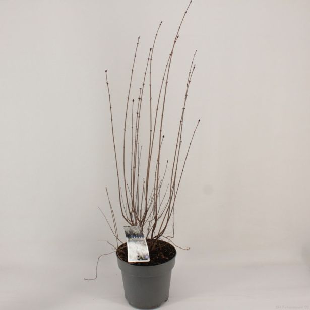 CVETOČA GRMOVNICA ŠPANSKI BEZEG FLOWERFESTA WHITE L21