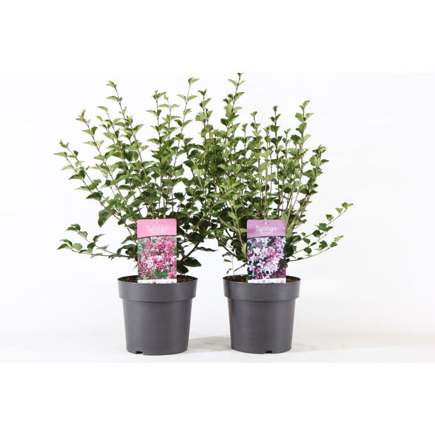 CVETOČA GRMOVNICA ŠPANSKI BEZEG MIX L21