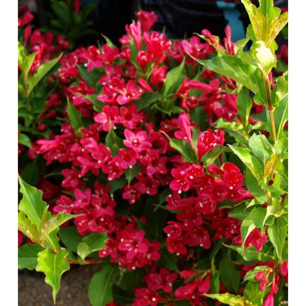 CVETOČA GRMOVNICA VAJGELIJA L2 L