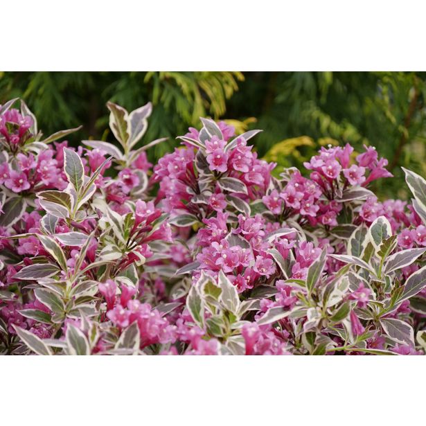 CVETOČA GRMOVNICA VAJGELIJA L2 L