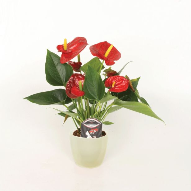 FLAMINGOVEC ANTHURIUM DIAMOND RED L9