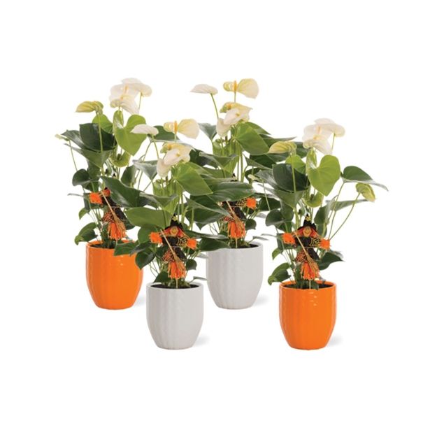 CVETOČA RASTLINA ANTHURIUM NOČ ČAROVNIC