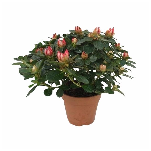 AZALEJA FLANDRESSE L12